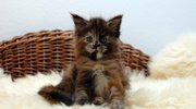Tortie - 5 weeks 1
