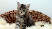 Torbie - 5 weeks 1