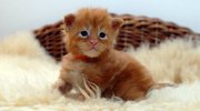 Orange - 2,5 weeks 1