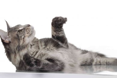 Beautifu funnyl home gray British cat with yellow eyes