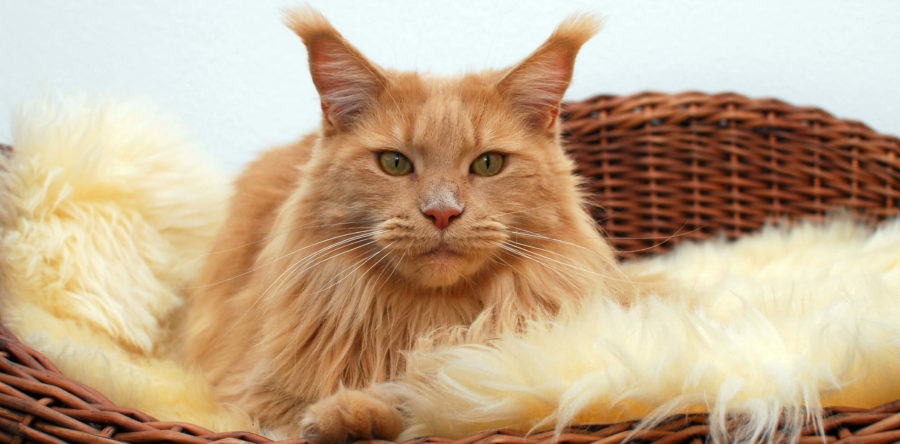 Just a Lioness v.d.kleinen Insel