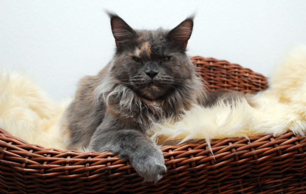 Zoe