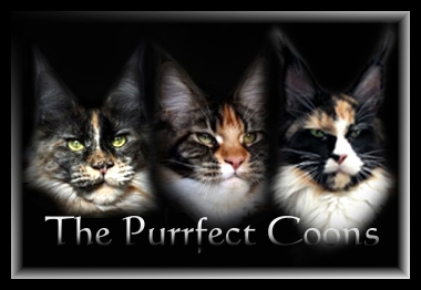  The Purrfect Coons 