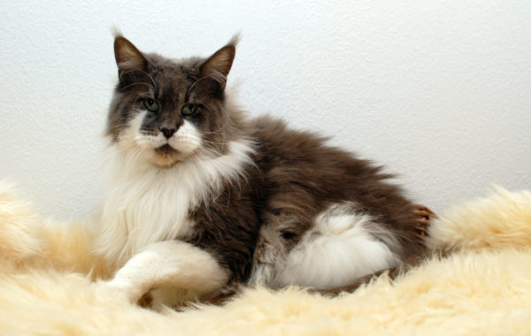 Chloé