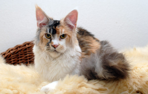 HoneyDevil Evangeline / weiblich