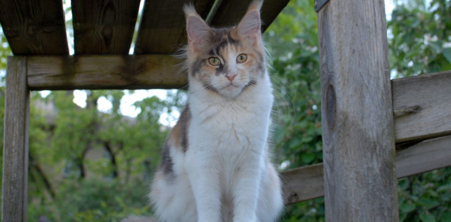 Emma von der kleinen Insel