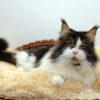 06.07.2024 – Wir haben einen wunderschönen Maine Coon Kastraten zur Abgabe, für mehr Infos zu unserem BonDia kontaktiert uns gerne per Mail oder auch gerne telefonisch.