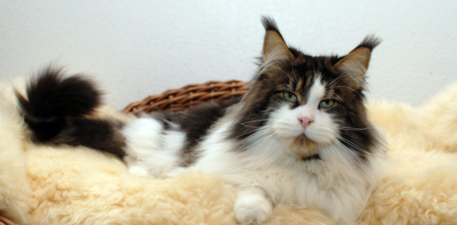 06.07.2024 – Wir haben einen wunderschönen Maine Coon Kastraten zur Abgabe, für mehr Infos zu unserem BonDia kontaktiert uns gerne per Mail oder auch gerne telefonisch.