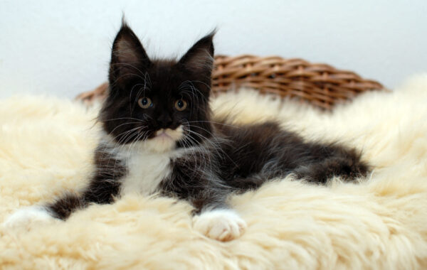 Izzie / weiblich / black white