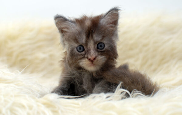 K²-2/  weiblich/ black tortie smoke