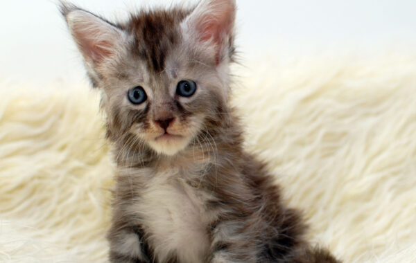 K²-4/ weiblich/ black silver torbie