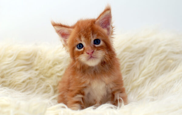 L²-1/ männlich/ red tabby