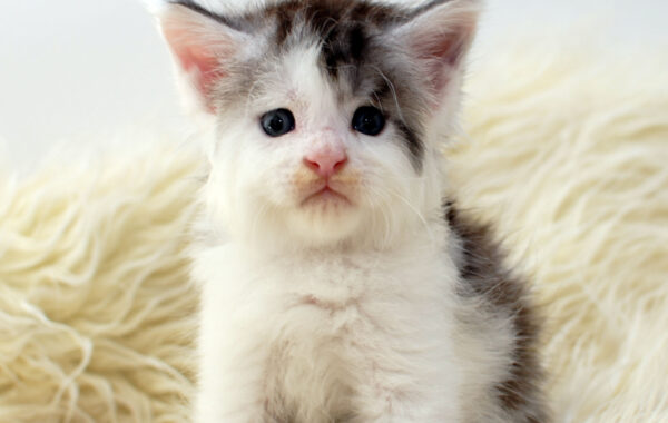 L²-3/ weiblich/ black silver tabby white