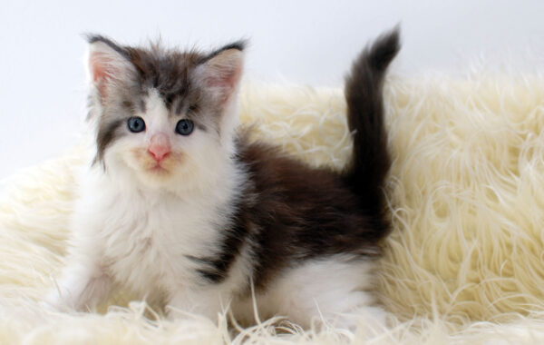 L²-5/ männlich/ black silver tabby white