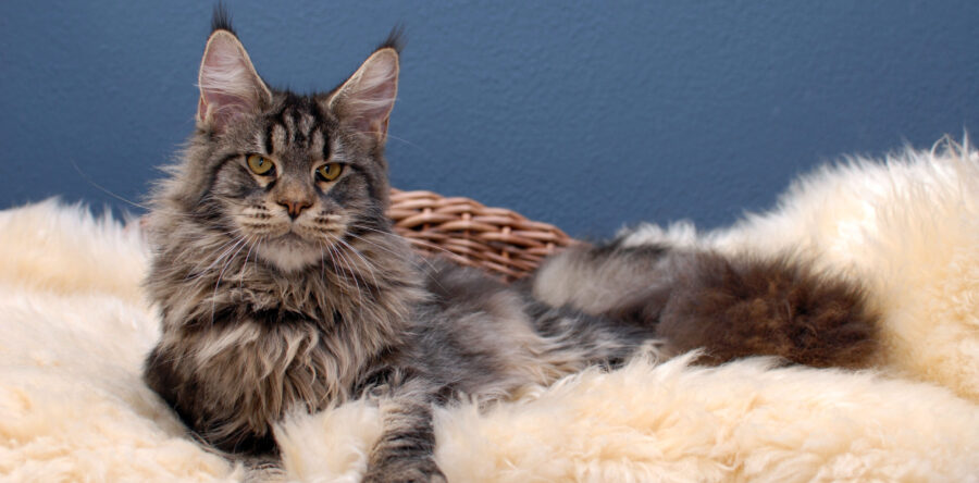 JustCoons Hanky Panky