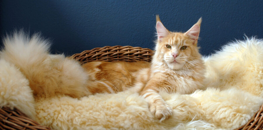 Xanthus the Purrfect Coon