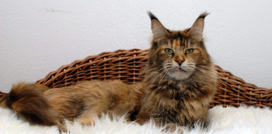 Enia von der kleinen Insel