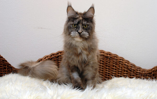 Kiwi-weiblich-black tortie smoke