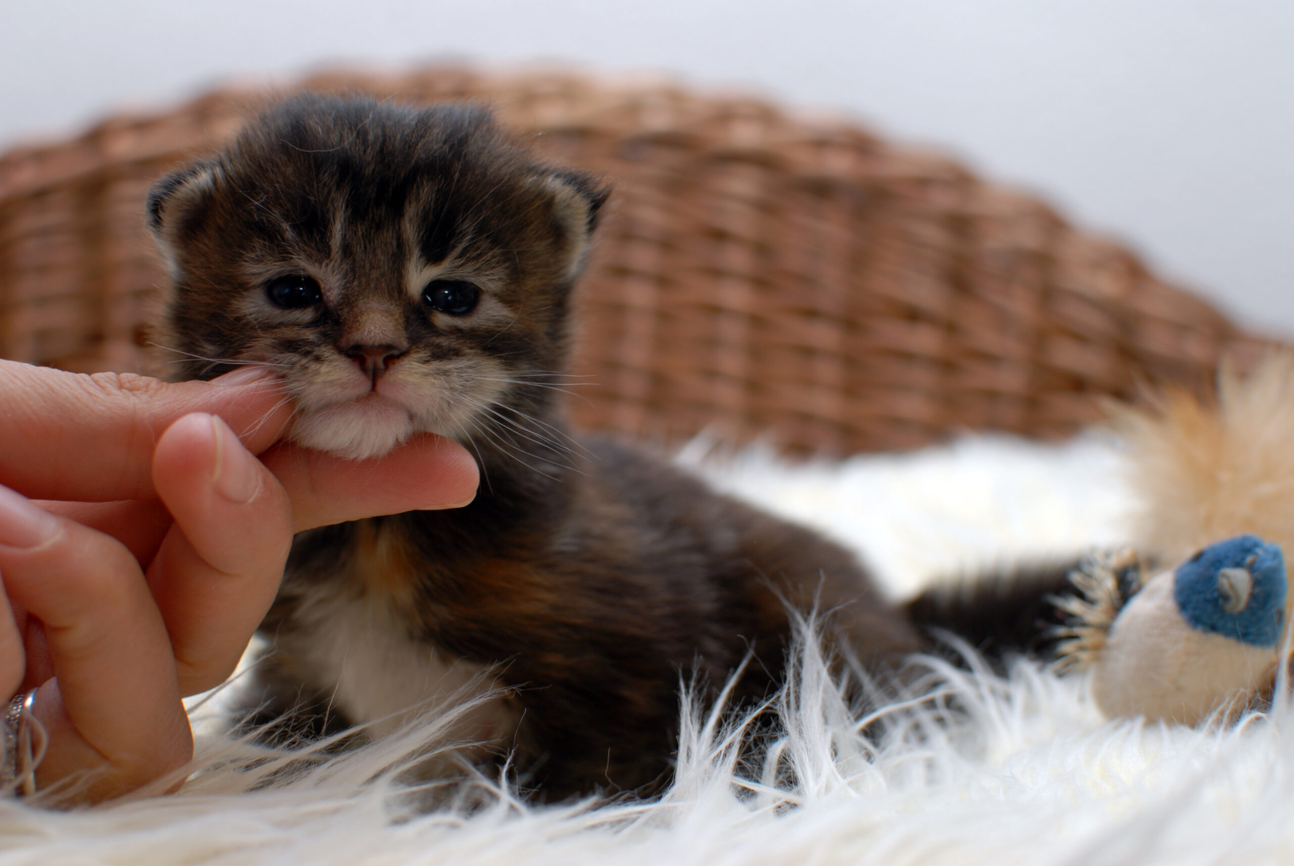 Mächen 2 – 2,5 weeks 2