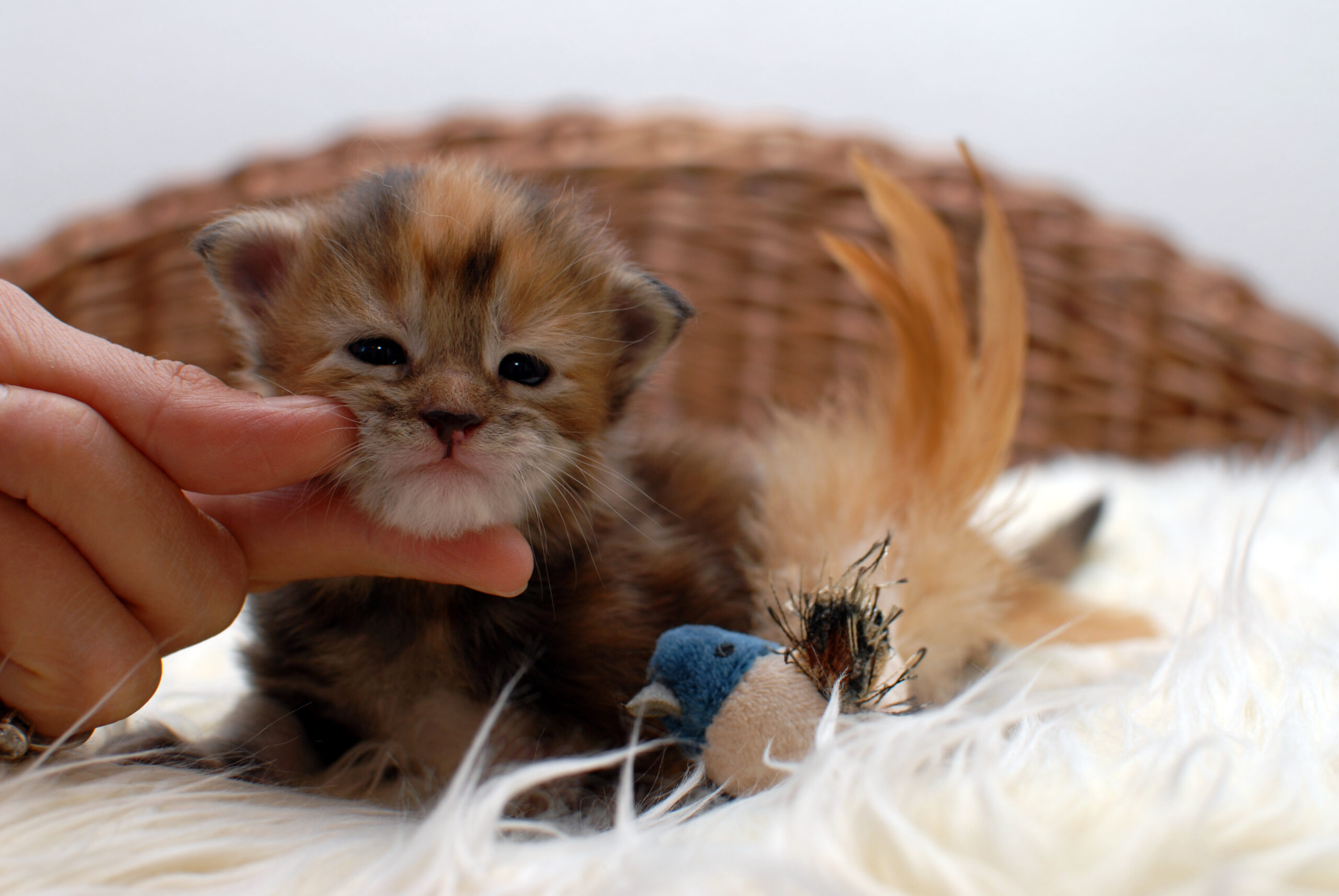 Mädchen 1 – 2,5 weeks