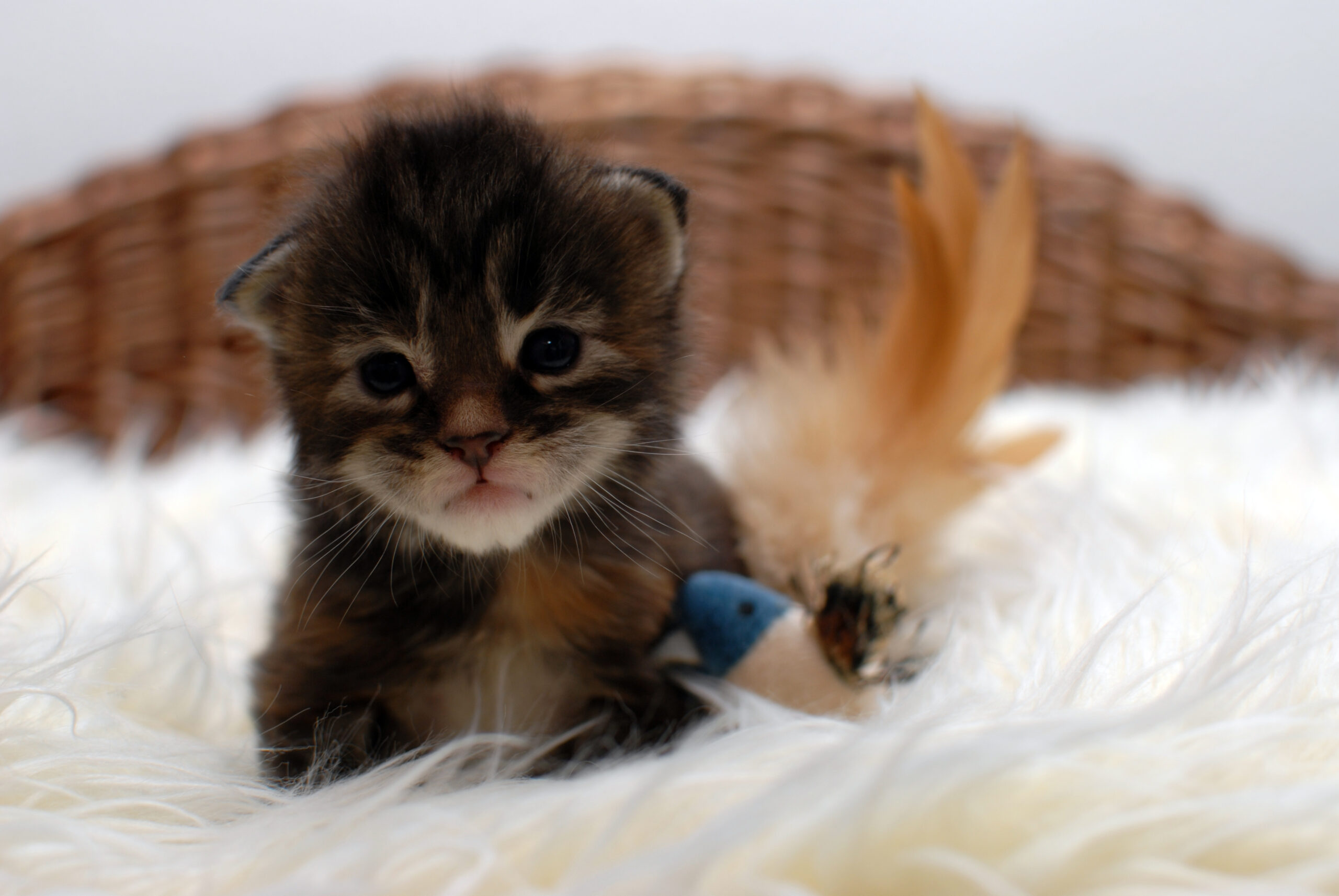 Mädchen 2 – 2,5 weeks