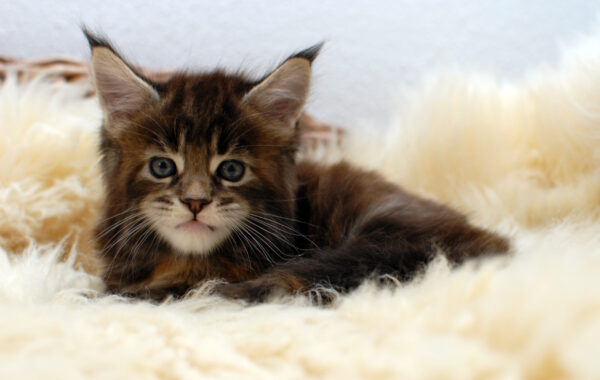O²-Wurf geb. 14.04.2025 – weiblich – black torbie