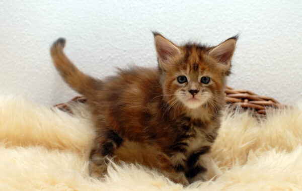 O²-Wurf geb. 14.04.2025 – weiblich – black torbie