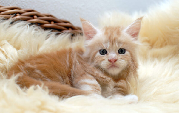 O²-Wurf geb. 14.04.2025 – männlich – red silver tabby