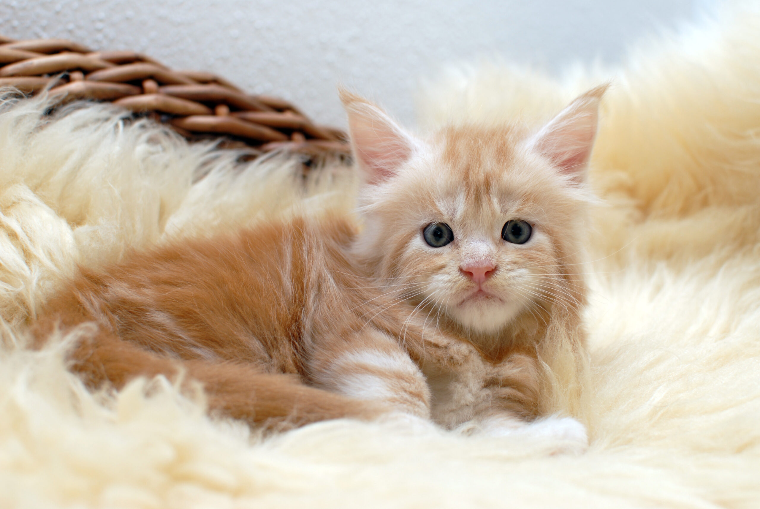 O-Wurf – red Boy – 5 weeks