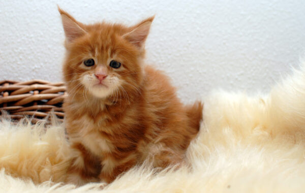 O²-Wurf geb. 14.04.2025 – weiblich – red tabby