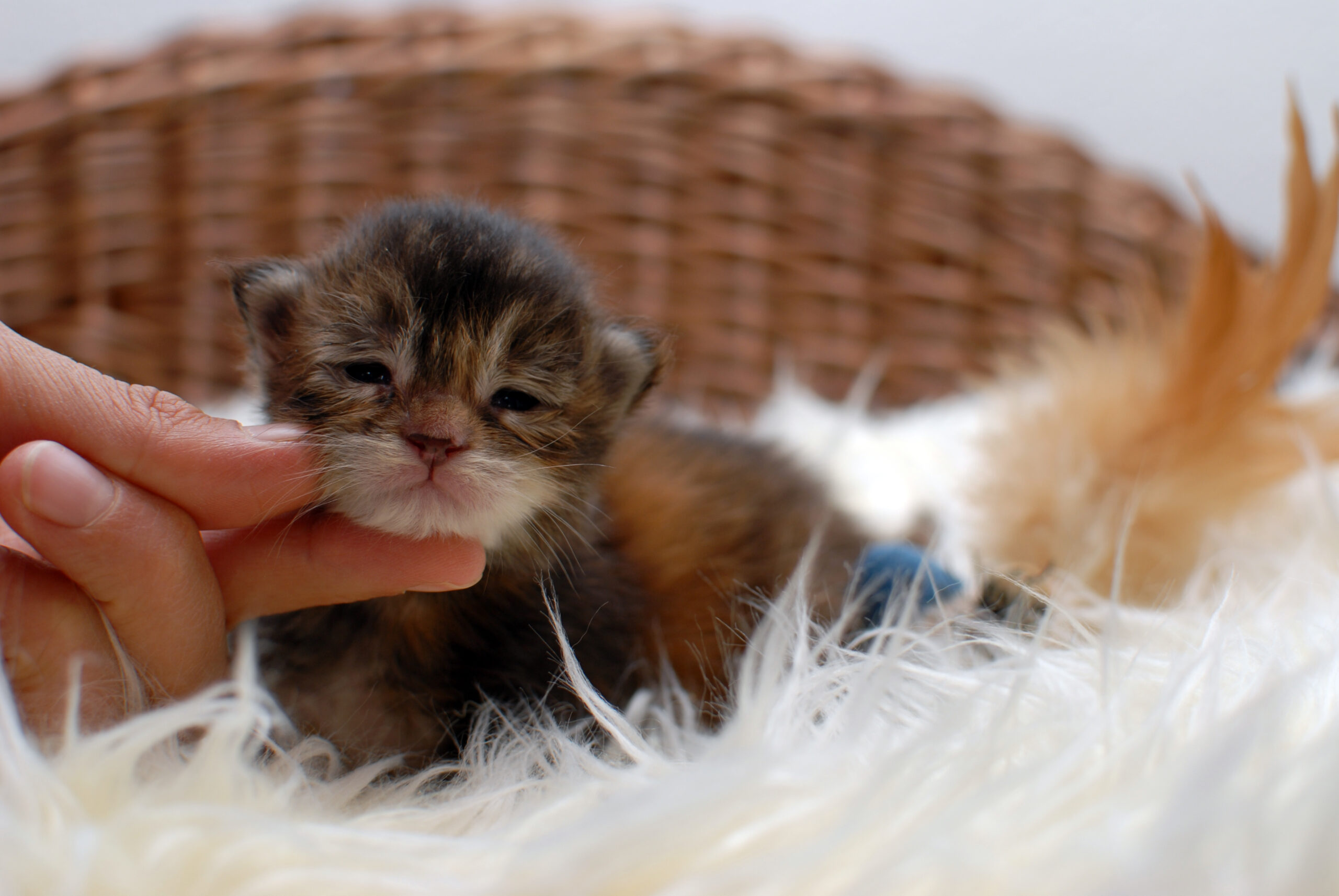 P Wurf – 1,5 weeks