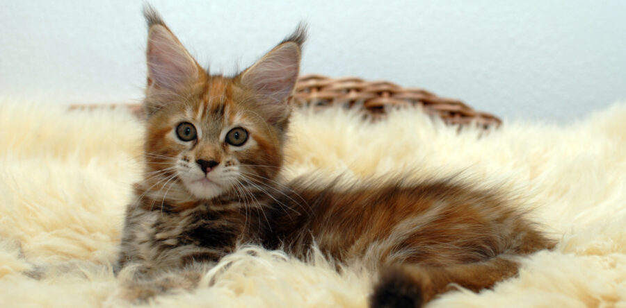 Ohlala v. d. kl. kleinen Insel – weiblich