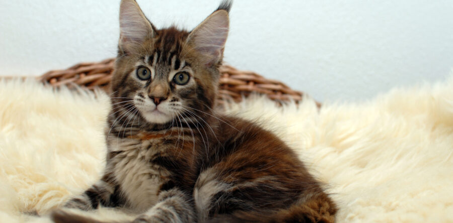 Ondina v. d. kl. Insel – weiblich