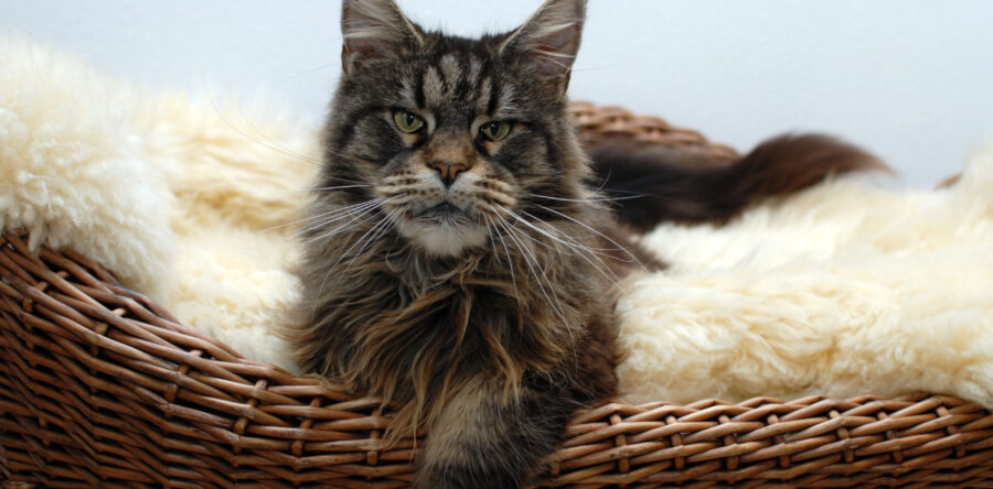 JustCoons Hanky Panky