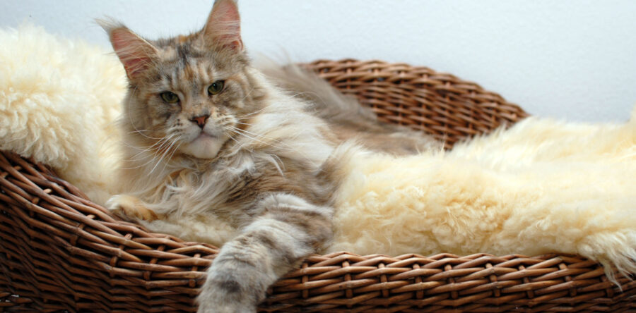 Nika v. d. kl. Insel – weiblich