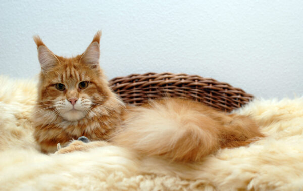 Ohio v. d. kl. Insel – weiblich