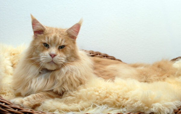 Xanthus the Purrfect Coon