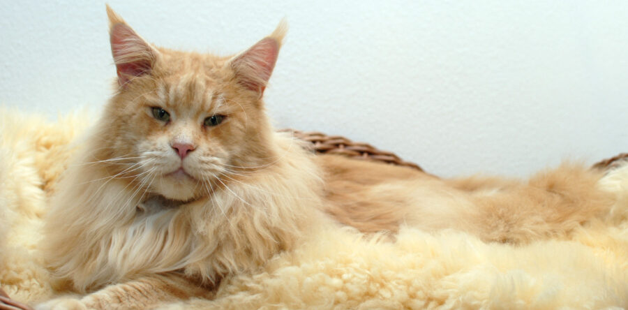 Xanthus the Purrfect Coon