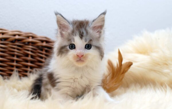 Quantum- männlich black silver tabby white