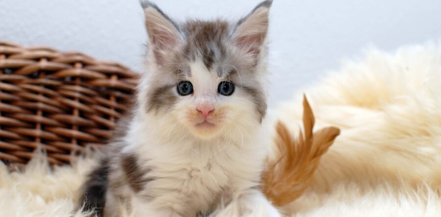 Quantum- männlich black silver tabby white