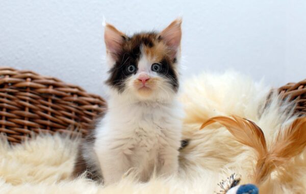 Quiana- weiblich black tortie white