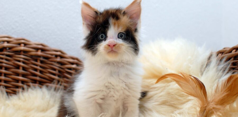 Quiana- weiblich black tortie white