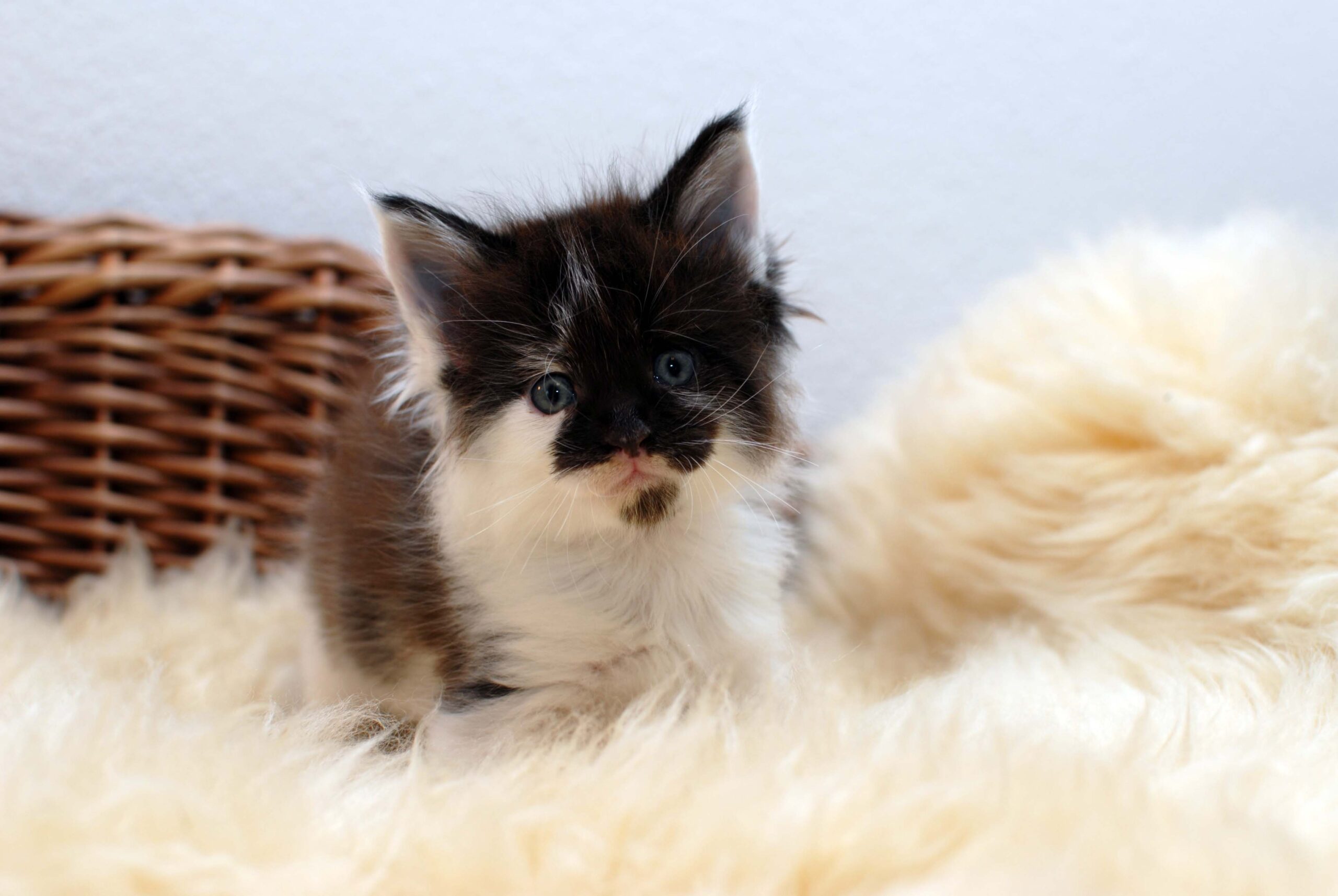 Black white – 5,5 Wochen 1