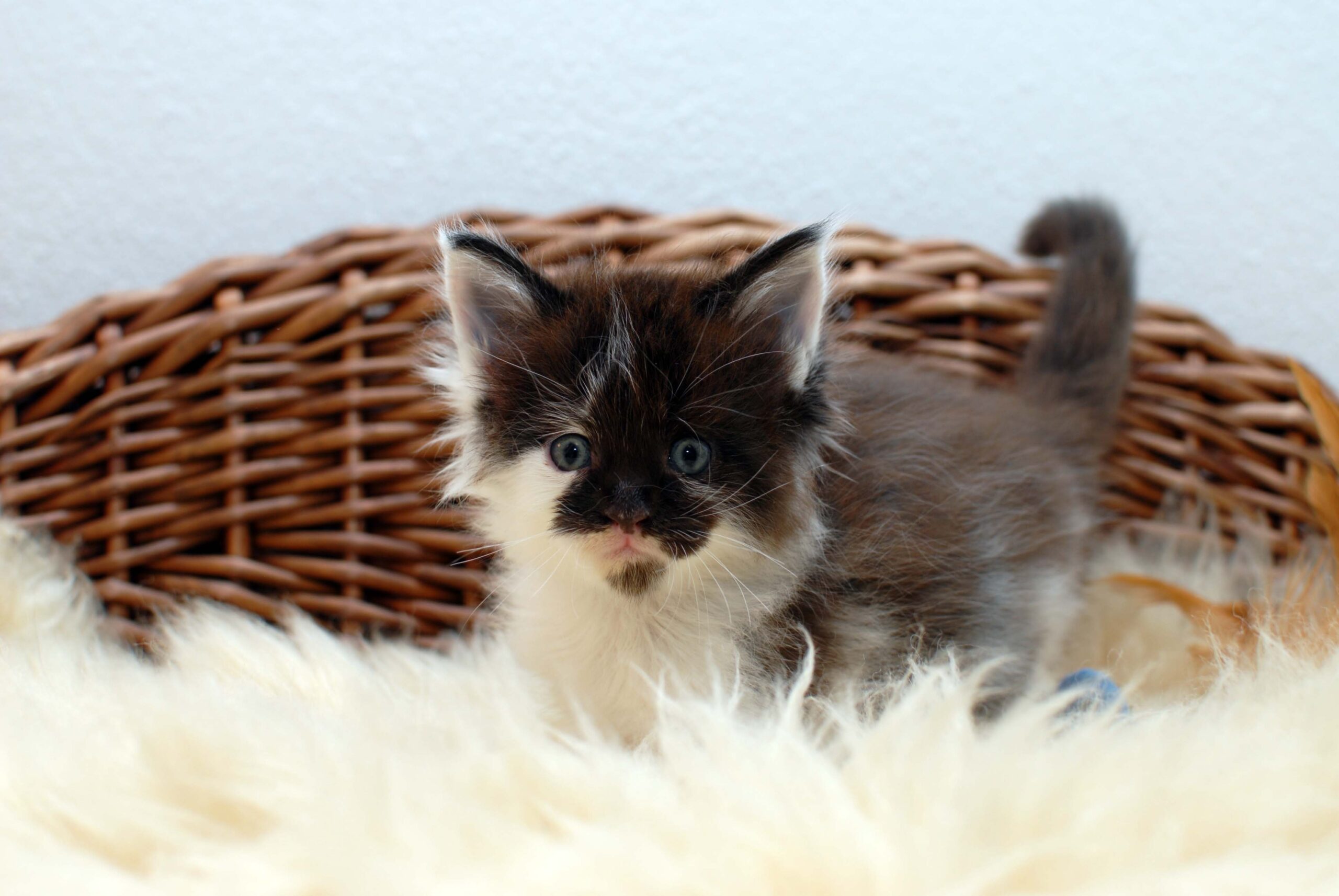 Black white – 5,5 Wochen 2