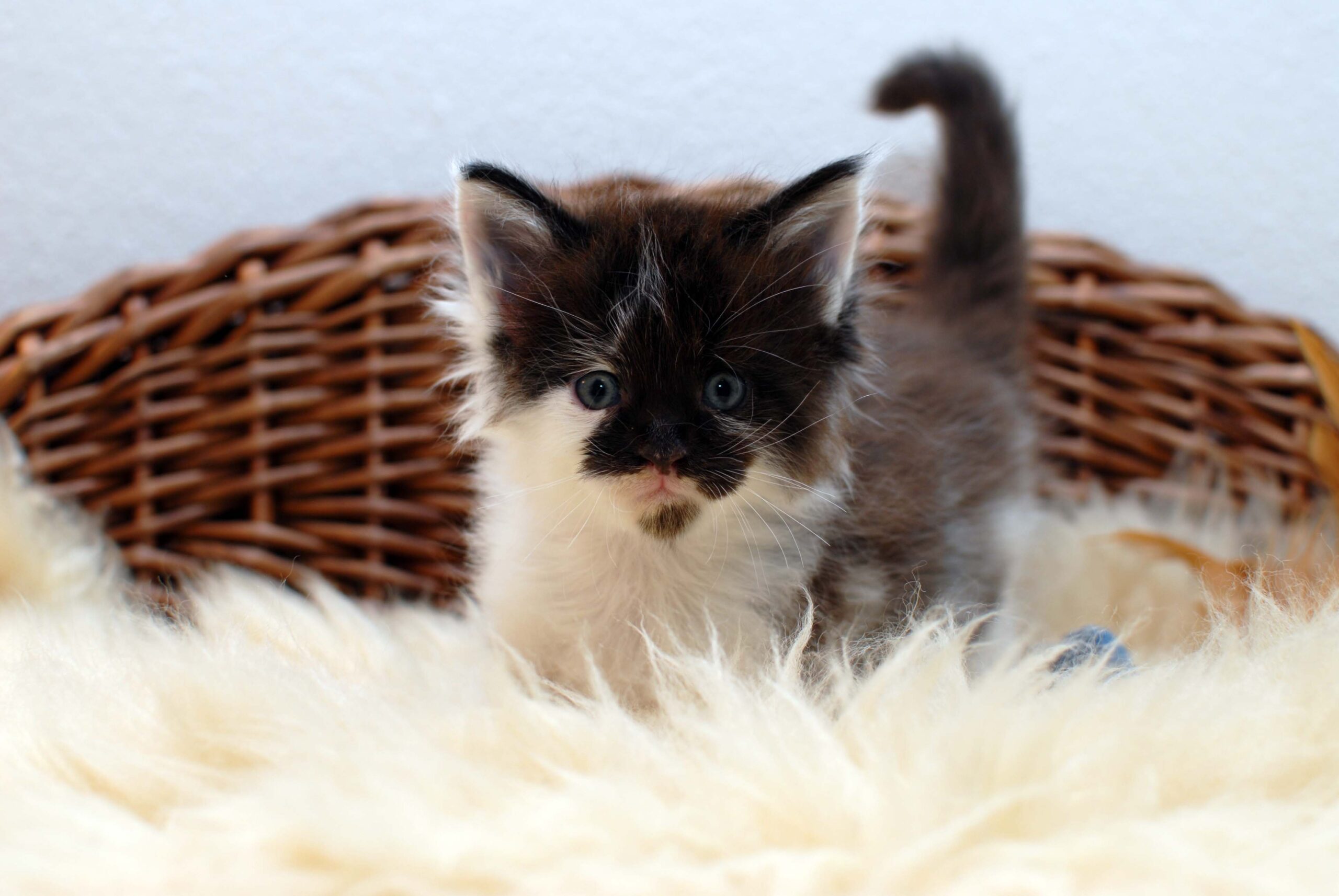 Black white – 5,5 Wochen3