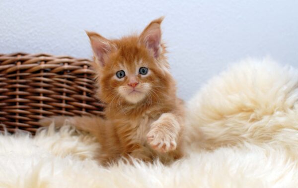Quintus- männlich red tabby