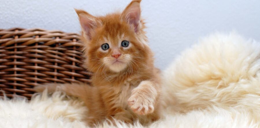 Quintus- männlich red tabby