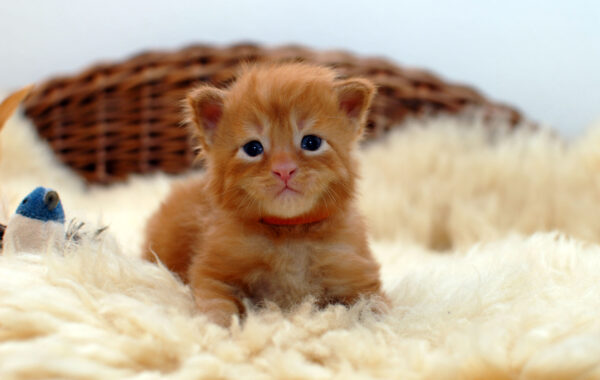 P2- männlich red tabby (orange)
