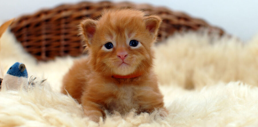P2- männlich red tabby (orange)