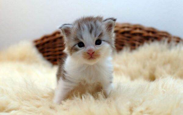 P2- männlich black silver tabby white